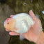Red White Buffalo Ranchu Male 5.5-6 inches #100926RC_28
