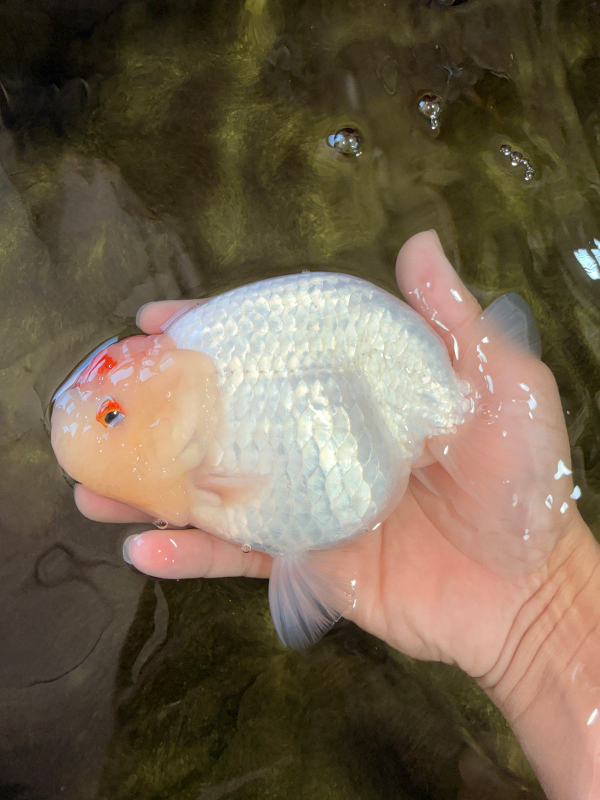 Red White Buffalo Ranchu Male 5.5-6 inches #100926RC_28