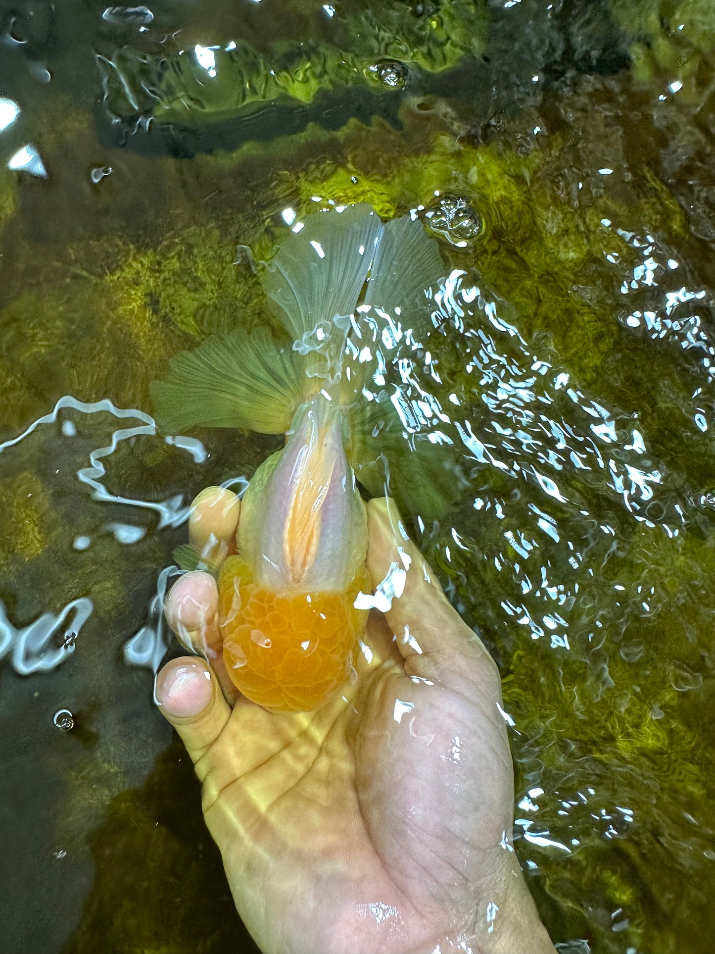 A Grade Lemonhead Oranda Male 5.5 inches #072525OR_10