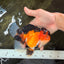 AAA Grade Apache Oranda Female 5.5-6 inches #071026OR_26