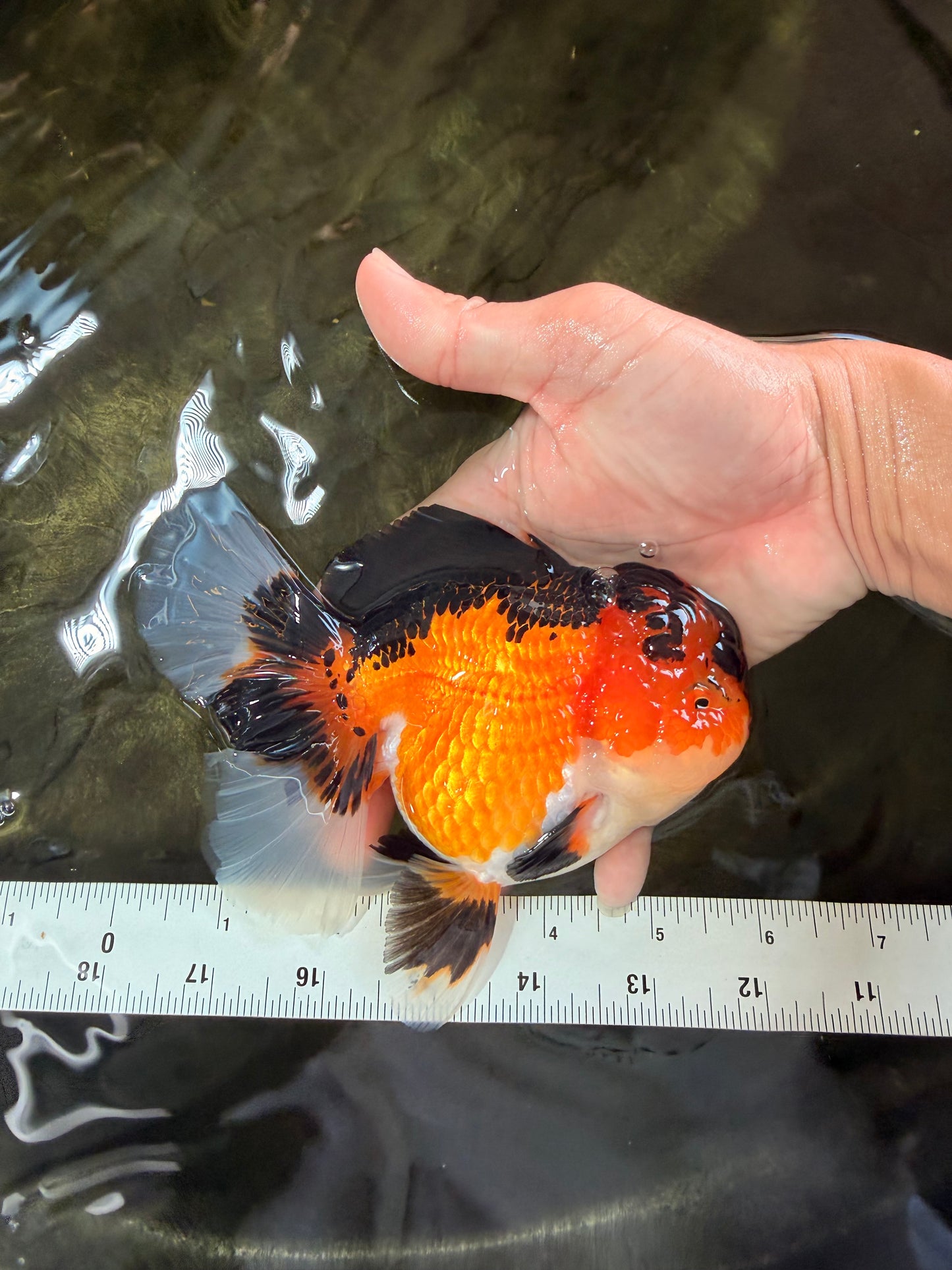 AAA Grade Apache Oranda Female 5.5-6 inches #071026OR_26