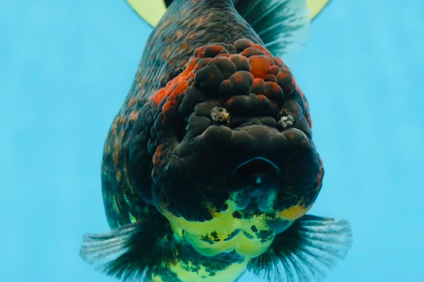 AAA Grade Tiger Yuanbao Female 5.5  inches #101025YB_28