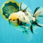A Grade White Tiger Oranda Male 7 inches #082126OR_15