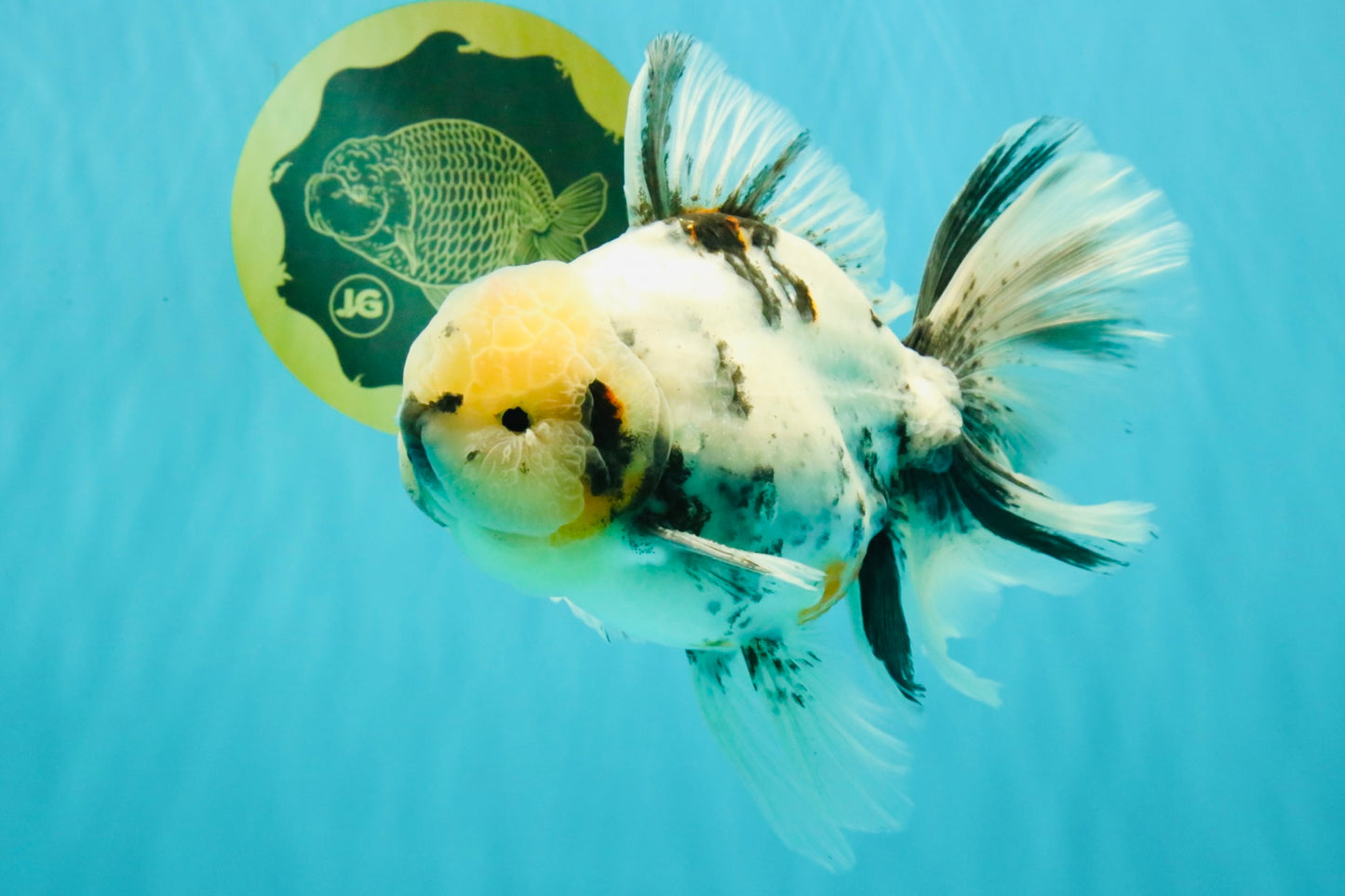 A Grade White Tiger Oranda Male 7 inches #082126OR_15