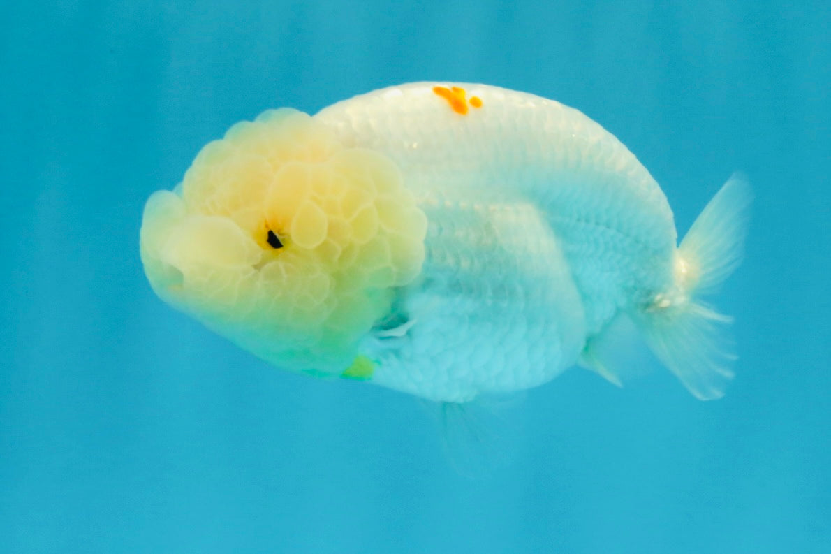 A Grade Dragon Head White LionQueen 4-4.5 inches #022726LC_23