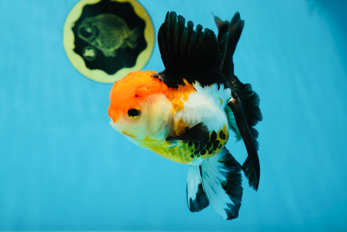 Fluffy Tail A Grade Tricolor Oranda Female 5-5.5 inches #042525OR_04
