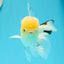 AAA Grade Lemonhead Oranda Male 5 inches #0510OR_09