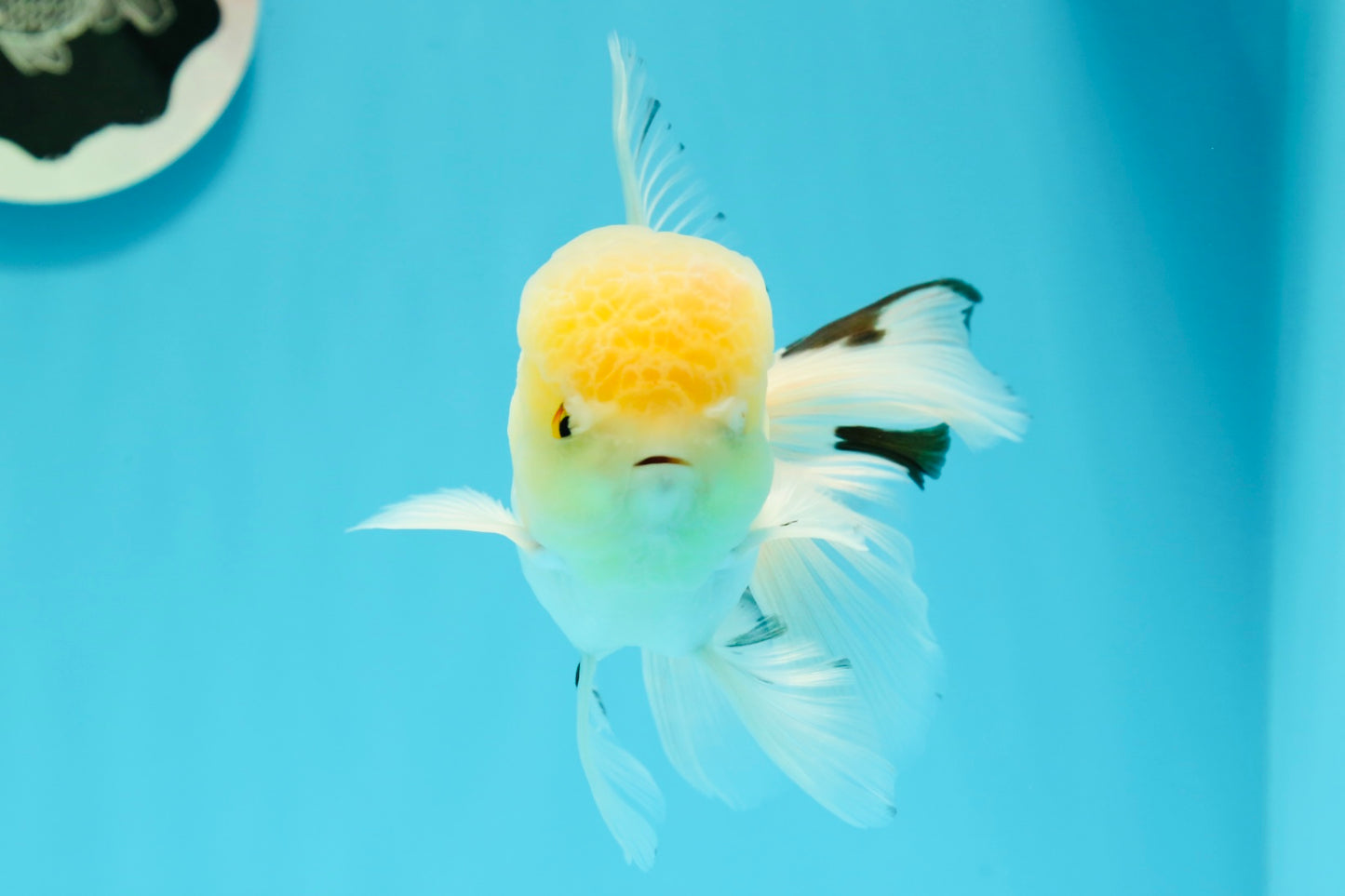 AAA Grade Lemonhead Oranda Male 5 inches #0510OR_09