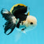 A Grade Panda Button Eyes Oranda Male 4.5-5 inches #120624OR_07