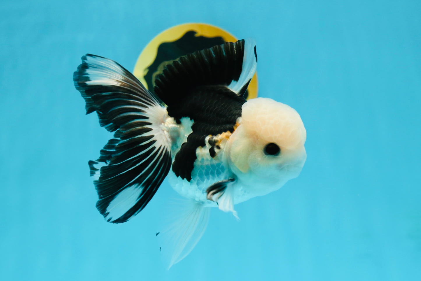 A Grade Panda Button Eyes Oranda Male 4.5-5 inches #120624OR_07