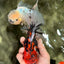 A Grade Tiger Oranda Male 6-6.5 inches #072426OR_20