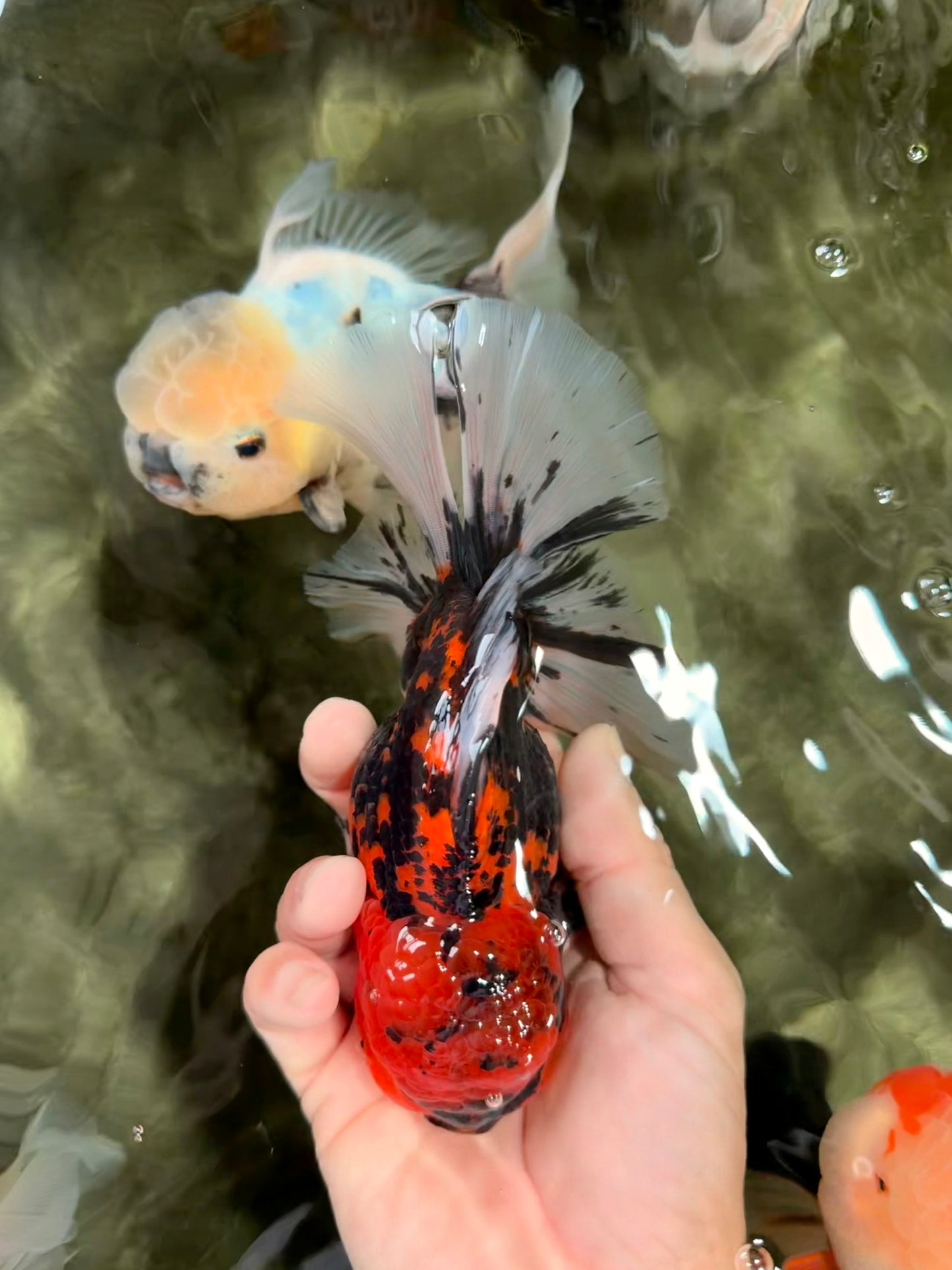 A Grade Tiger Oranda Male 6-6.5 inches #072426OR_20