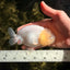 White Lionchu Female 4.5-5 inches #051526LC_15