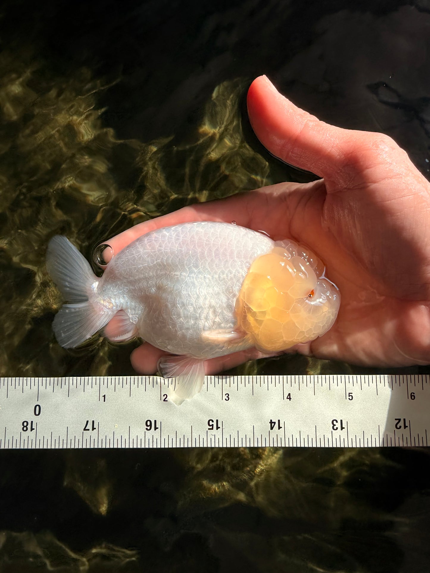 White Lionchu Female 4.5-5 inches #051526LC_15