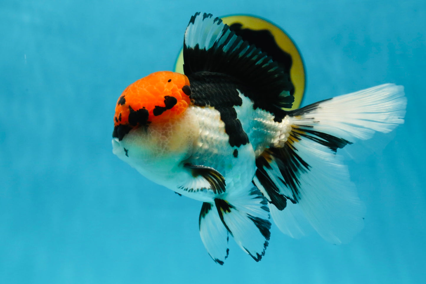 A Grade Tricolor Oranda Male 5.5 inches #050925OR_44