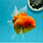 AAA Grade Young Godzilla Oranda Female 5-5.5 inches #0510OR_17