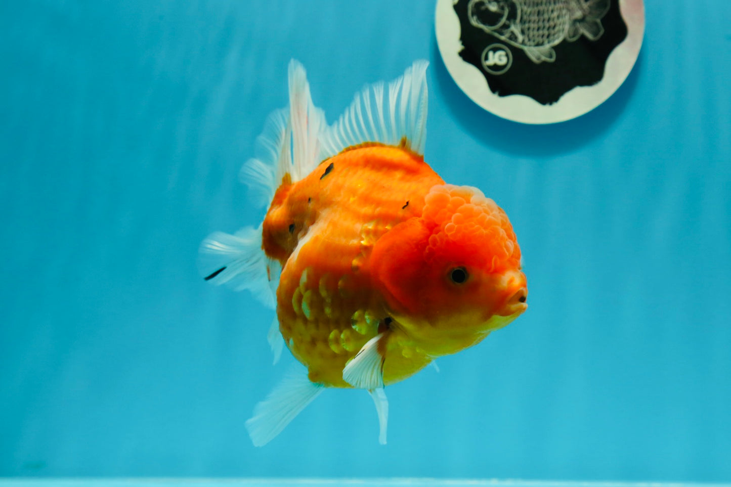 AAA Grade Young Godzilla Oranda Female 5-5.5 inches #0510OR_17