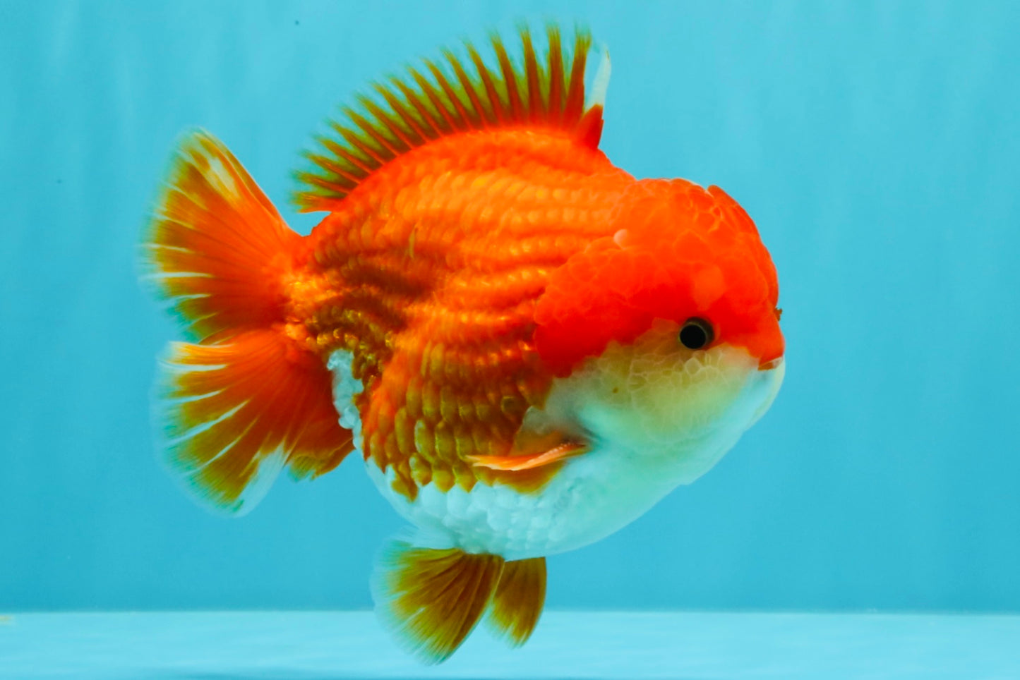 CHONKY AAA Grade Godzilla Red White Yuanbao Male 5.5-6 inches #031326YB_22