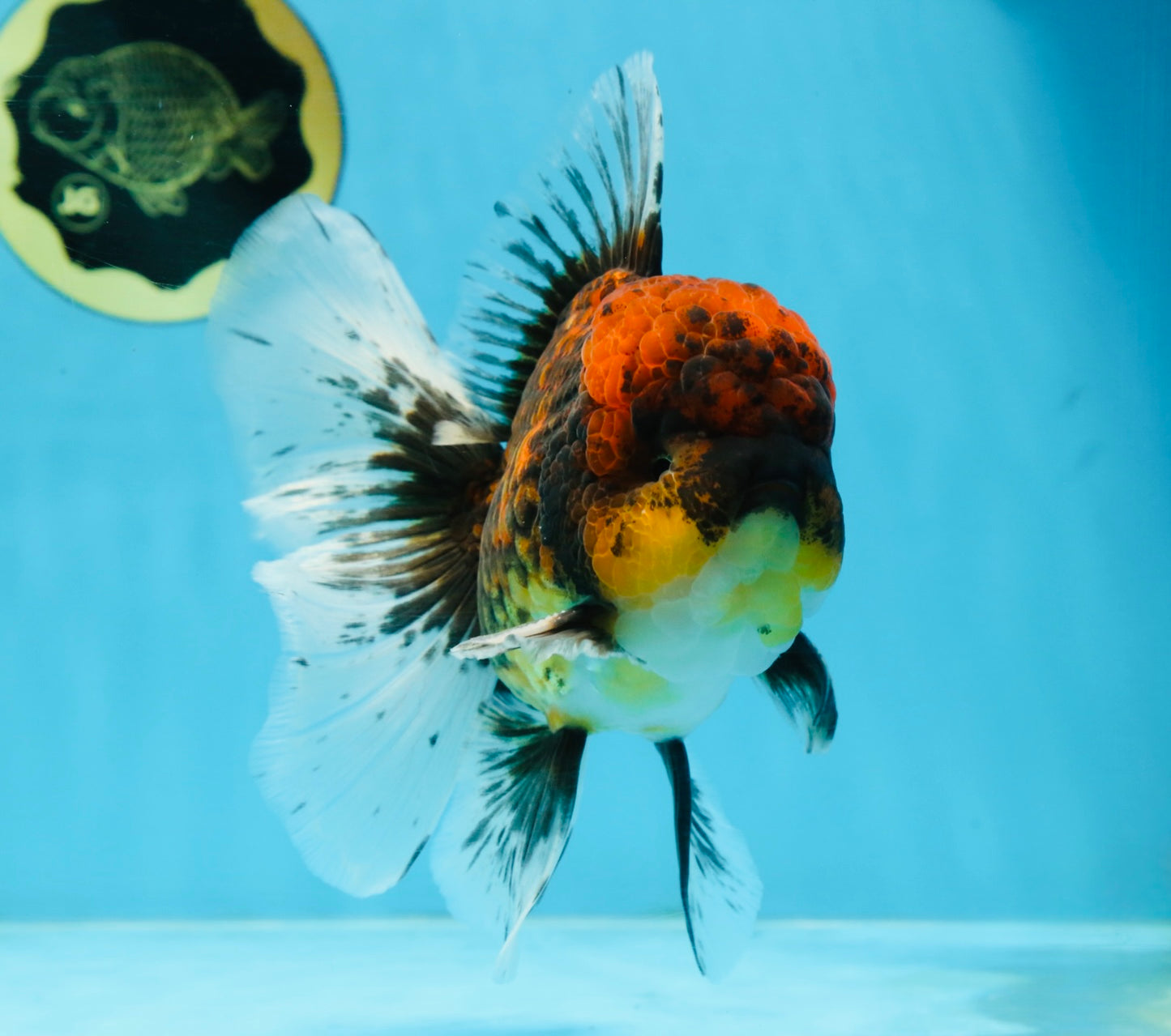 CHONKY AAA Grade Tiger Oranda Male 6 inches #102425OR_19