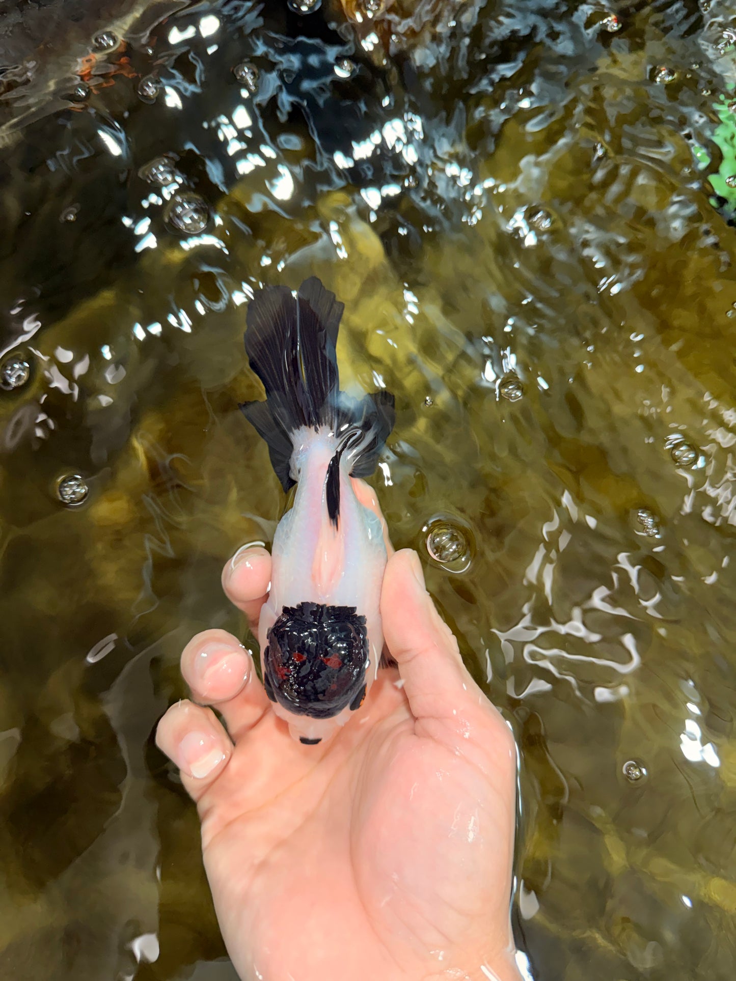 Panda Button Eyes Oranda Male 5-5.5 inches #112125OR_20
