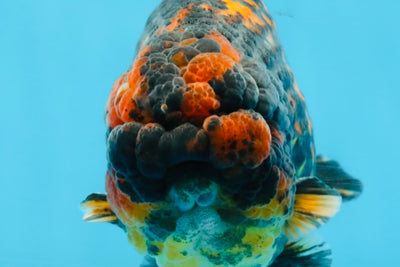 A Grade Tricolor Tiger LionKing 5.5 inches #103125LC_11