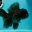 AAA Grade Black Phantom Oranda Male 6.5 inches #110124OR_01