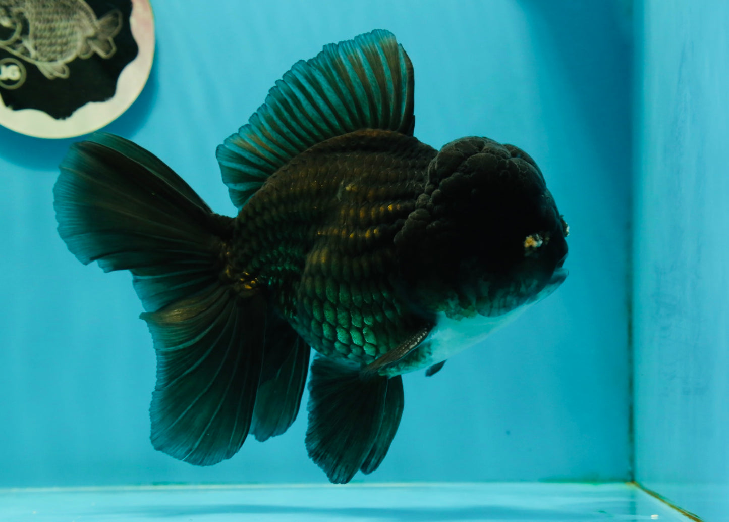 AAA Grade Black Phantom Oranda Male 6.5 inches #110124OR_01