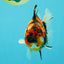 A Grade Tiger Yuanbao Male 5.5 inches #041726YB_15
