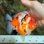 A Grade Sakura Yuanbao Male 5 inches #101626YB_31