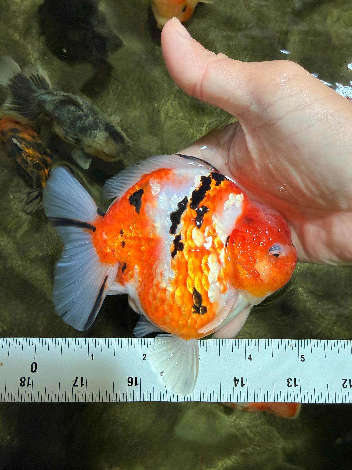 A Grade Sakura Yuanbao Male 5 inches #101626YB_31