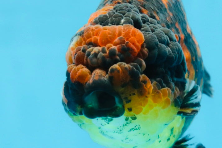 A Grade Tiger Strong Body Structure LionKing 5.5 inches #101725LC_22