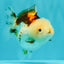 SUPER CUTE A Grade Tricolor Yuanbao Female 4.5-5 inches #082126YB_27
