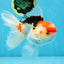 A Grade Tricolor Gem Oranda Male 5-5.5 inches #020725OR_29