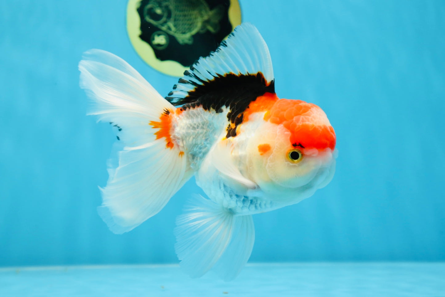 A Grade Tricolor Gem Oranda Male 5-5.5 inches #020725OR_29