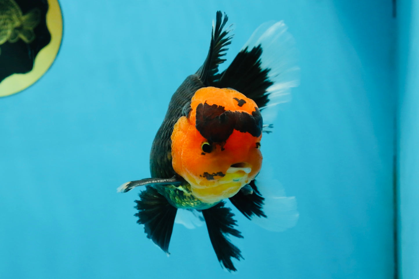 AAA Grade Apache Oranda Male 5-5.5 inches #050925OR_37