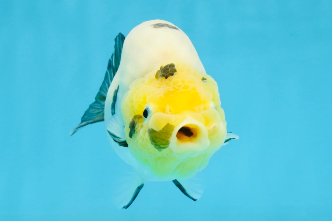 A Grade Cow Chinese Ranchu Female 4.5-5 inches #112125RC_18