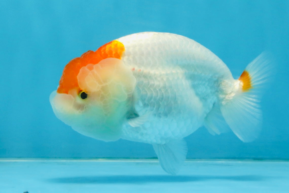 A Grade Red White LionQueen 4 inches #112125LC_13