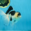 Panda Oranda Male 5 inches #091225OR_22