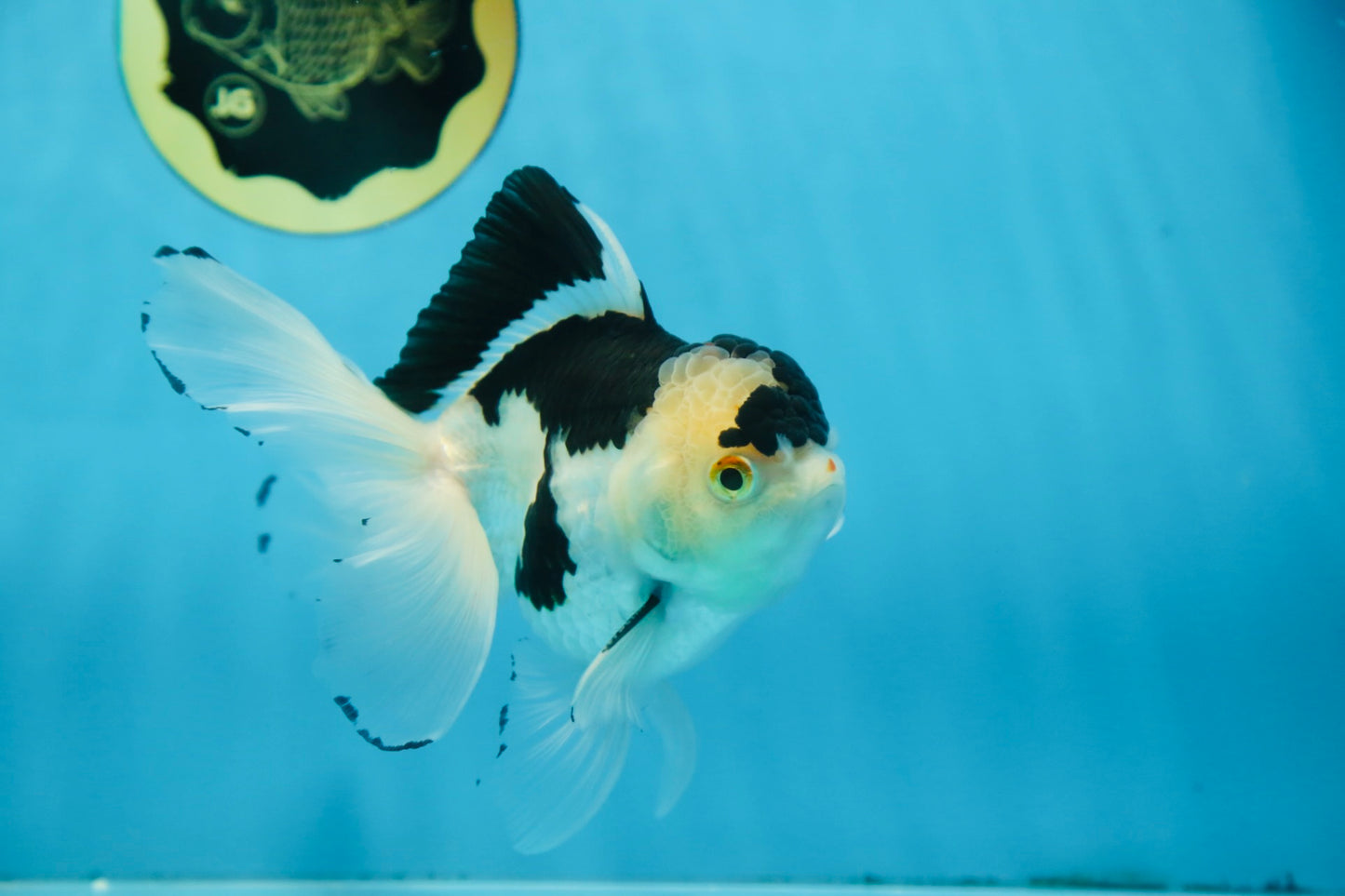 Panda Oranda Male 5 inches #091225OR_22