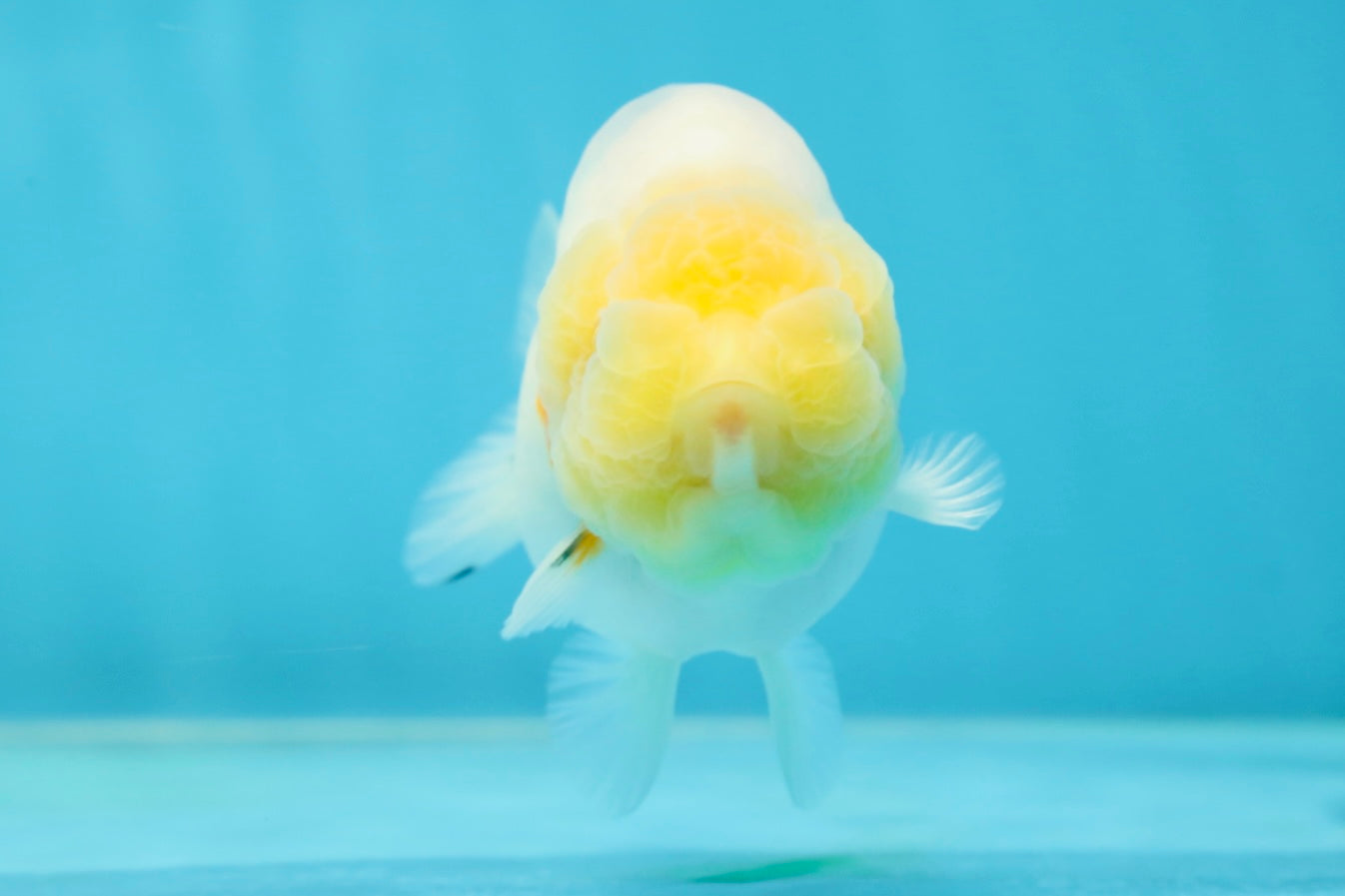 A Grade Sakura Button Eyes LionQueen 4 inches #050925LC_09