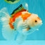 SPECIAL A Grade Red White Oranda Male 6-6.5 inches #051526OR_02