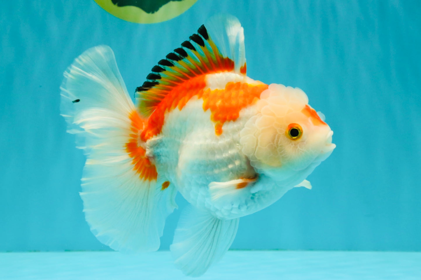 SPECIAL A Grade Red White Oranda Male 6-6.5 inches #051526OR_02