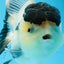 AAA Grade Panda Black Tancho Oranda Male 5 inches #0913OR_11