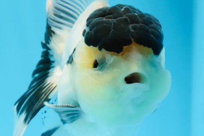 Panda Tancho Oranda macho de grado AAA, 5 pulgadas, n.º 0913OR_11