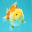 Little Chicken AAA Grade Red White Yuanbao Male 4.5-5 inches #061926YB_34