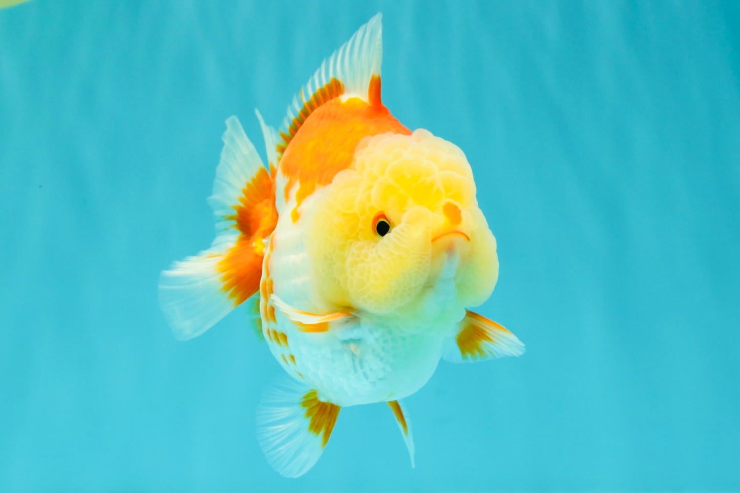 Little Chicken AAA Grade Red White Yuanbao Male 4.5-5 inches #061926YB_34