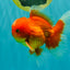 A Grade Red White Oranda Male 5-5.5 inches #082826OR_14