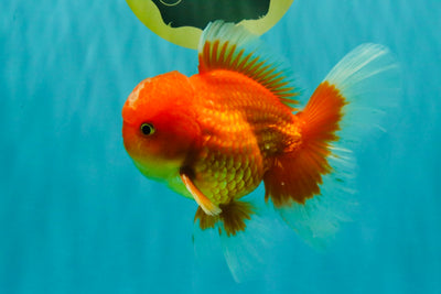 A Grade Red White Oranda Male 5-5.5 inches #082826OR_14