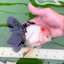 AAA Grade Black Tail Tricolor Oranda Male 5.5 inches #0503OR_06