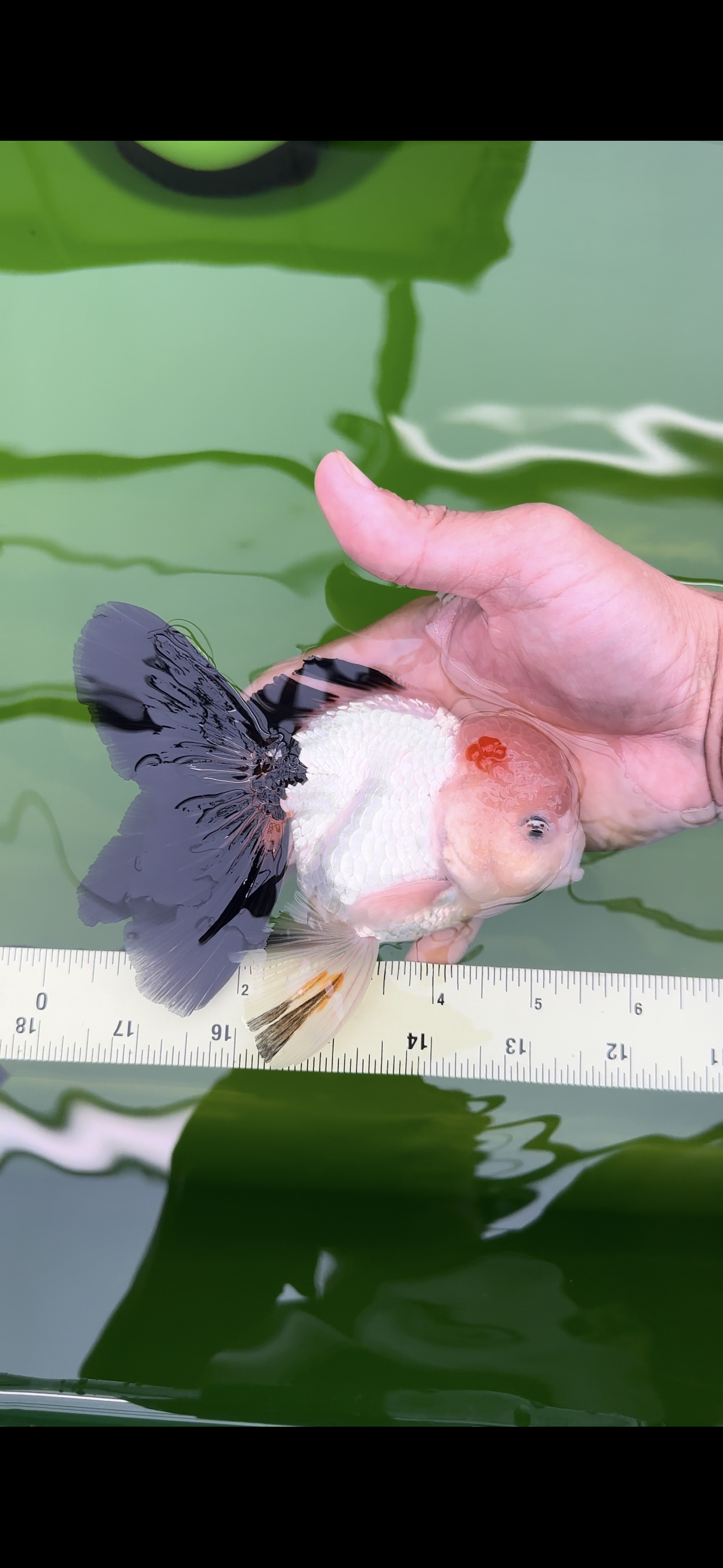 AAA Grade Black Tail Tricolor Oranda Male 5.5 inches #0503OR_06